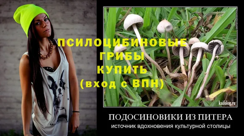 хочу наркоту  Ногинск  Псилоцибиновые грибы Psilocybine cubensis 